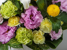 flora japan