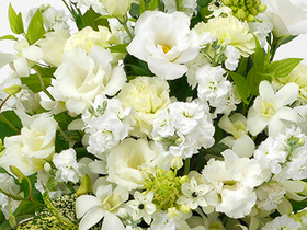 Sympathy Flowers to Japan – White Arrangement