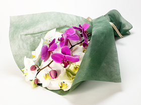 Online Flower Delivery Tokyo - Large Phalaenopsis Bouquet