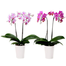Pink Orchids Plant Pot | Indoor Plants in Japan