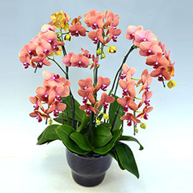 Indoor Plants Japan