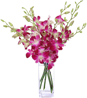 Tokyo Flower – Wine Dendrobium Orchids Vase