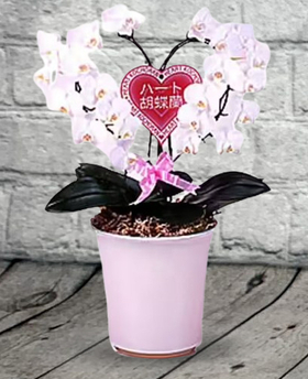 Tokyo Orchid | Heart Phalaenopsis Orchids Plant