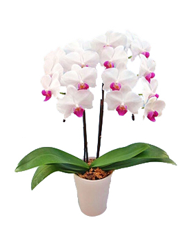 Indoor Plants Tokyo - Middy Yumi Phalaenopsis Pot