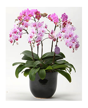 Tokyo Orchids
