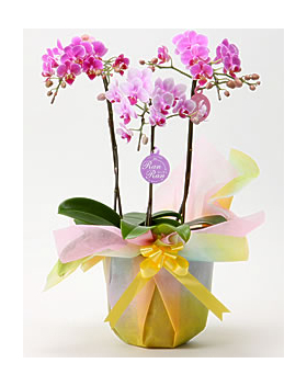 Tokyo Orchids