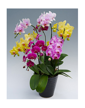 Tokyo Orchid