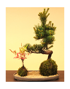 Goyomatsu and Nanten Moss Ball | Best Flower Delivery Tokyo