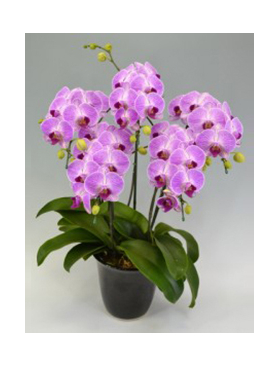 Tokyo Orchids