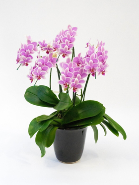 Hawaiian Mermaid Orchids Plant | Indoor Plants Tokyo
