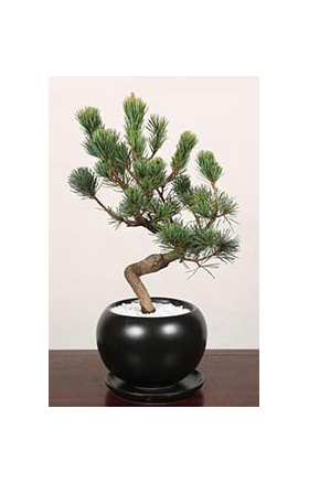 Pinus Parviflora Bonsai – Bonsai Japan