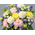 Flower Delivery Tokyo