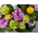 flora japan