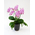 Hawaiian Mermaid Orchids Plant | Indoor Plants Tokyo