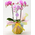 Tokyo Orchids