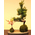 Goyomatsu and Nanten Moss Ball | Best Flower Delivery Tokyo
