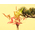 Best Flower Delivery Tokyo
