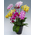 Tokyo Orchid