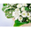Funeral Flower Japan – Mums Arrangement