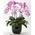Tokyo Orchids