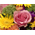 Japan Flower Delivery Tokyo