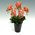 Phalaenopsis Orchids | Indoor Plants Japan
