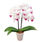 Indoor Plants Tokyo - Middy Yumi Phalaenopsis Pot
