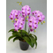 Tokyo Orchids
