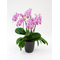 Hawaiian Mermaid Orchids Plant | Indoor Plants Tokyo