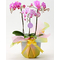 Tokyo Orchids