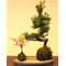 Goyomatsu and Nanten Moss Ball | Best Flower Delivery Tokyo