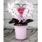 Tokyo Orchid | Heart Phalaenopsis Orchids Plant